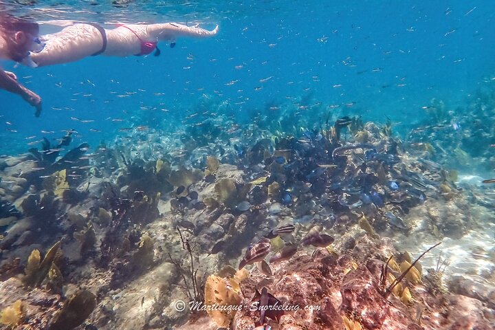 Aquanauts Outing Boat Hiking Palmée Coral Discovery