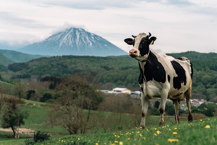 1-Day Private Tour from Chitose/Sapporo to Wherever you wanna go!