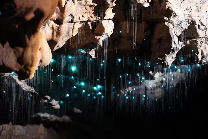 From Hamilton Hobbiton Waitomo Glowworm Caves 1 Day Private Tour
