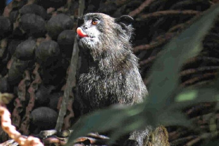 Cuyabeno Amazon Reserve: 5-Day Deep Jungle Adventure