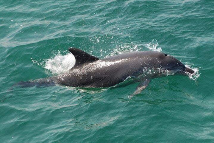 1h30 Sea Trip with Swimming and Dolphin Watching