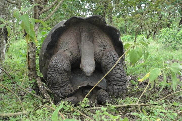 3 Islands in 4 Days: Galapagos Highlights - Wildlife & Snorkeling