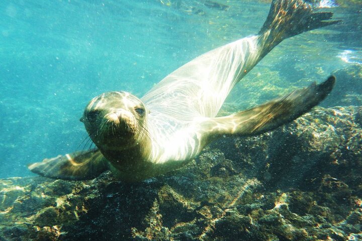 3 Islands in 4 Days: Galapagos Highlights - Wildlife & Snorkeling