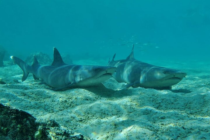 3 Islands in 4 Days: Galapagos Highlights - Wildlife & Snorkeling