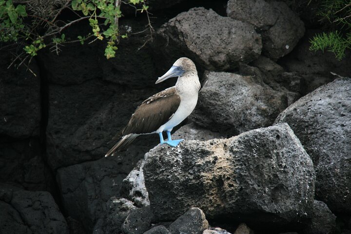 3 Islands in 4 Days: Galapagos Highlights - Wildlife & Snorkeling