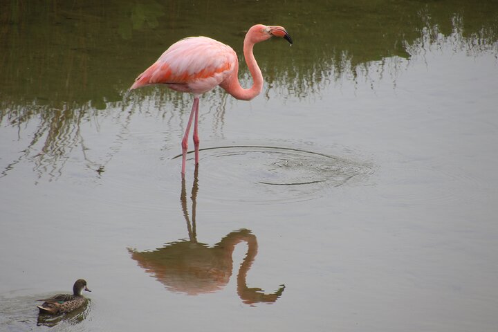 3 Islands in 4 Days: Galapagos Highlights - Wildlife & Snorkeling
