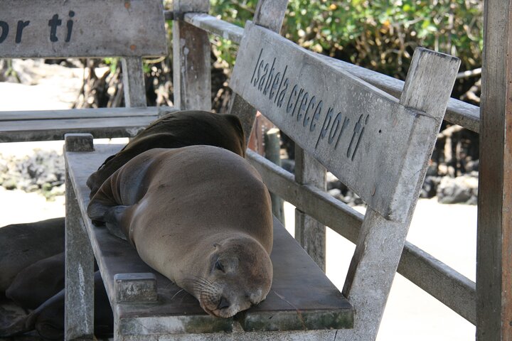 3 Islands in 4 Days: Galapagos Highlights - Wildlife & Snorkeling