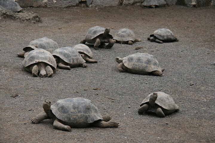 3 Islands in 4 Days: Galapagos Highlights - Wildlife & Snorkeling