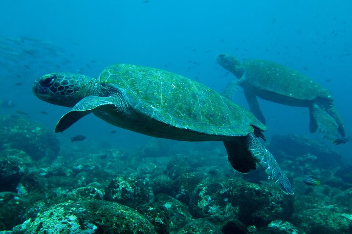 3 Islands in 4 Days: Galapagos Highlights - Wildlife & Snorkeling