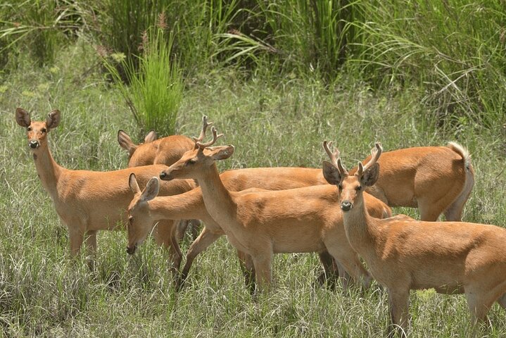 2 Days 1 Night Wildlife Safari at Mole Park (Round trip flights)