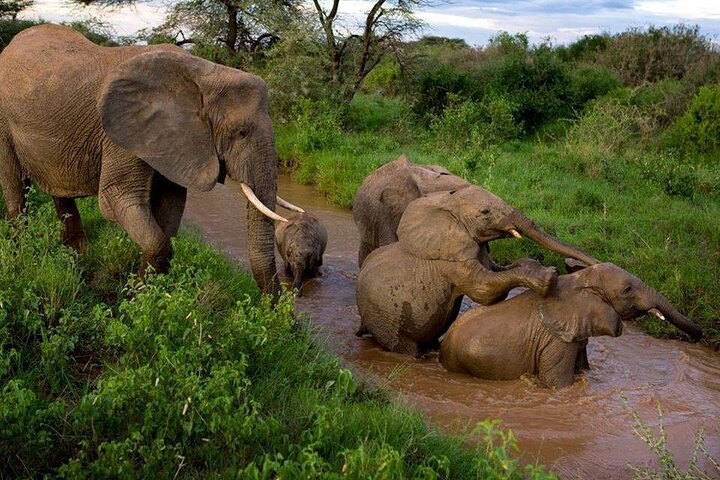 2 Days 1 Night Wildlife Safari at Mole Park (Round trip flights)