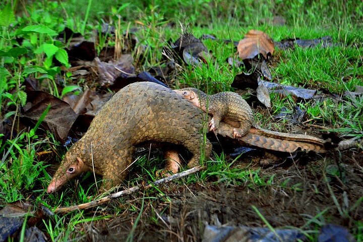 2 Days 1 Night Wildlife Safari at Mole Park (Round trip flights)