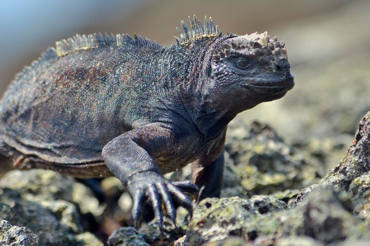 3 Islands in 4 Days: Galapagos Highlights - Wildlife & Snorkeling