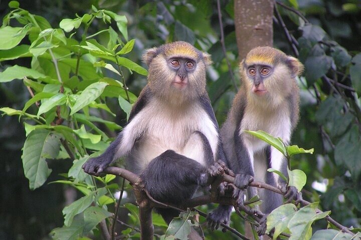 2 Days 1 Night Wildlife Safari at Mole Park (Round trip flights)