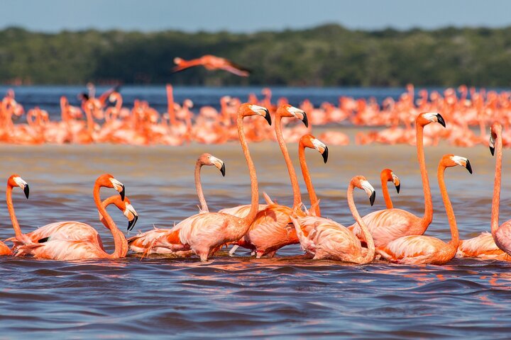 Rio Lagartos and Las Coloradas - Safari Natural Experience 4 hours