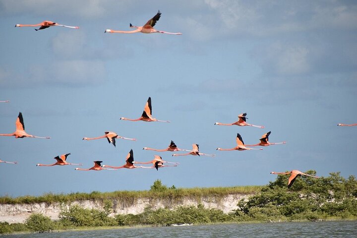 Rio Lagartos and Las Coloradas - Safari Natural Experience 4 hours