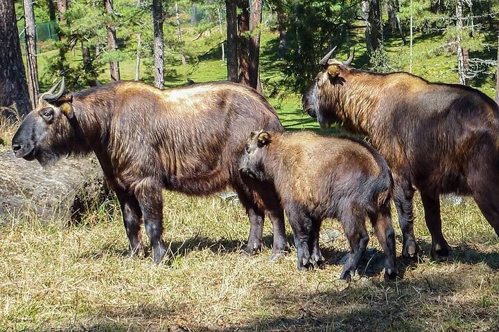 Private 8 Days Best Bhutan Tour with Exclusive Guide and Car
