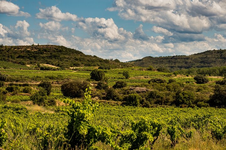 Visit to the winery with a tasting of 3 wines and appetizers