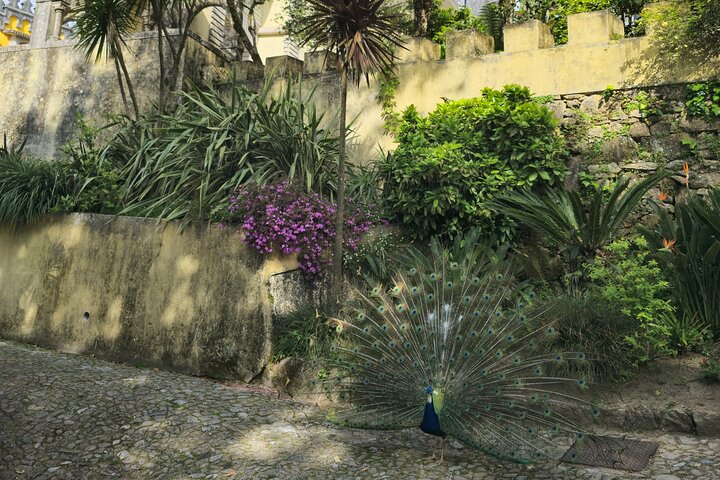 Half-Day Sintra: Pena Palace & Regaleira Small-Group Tour