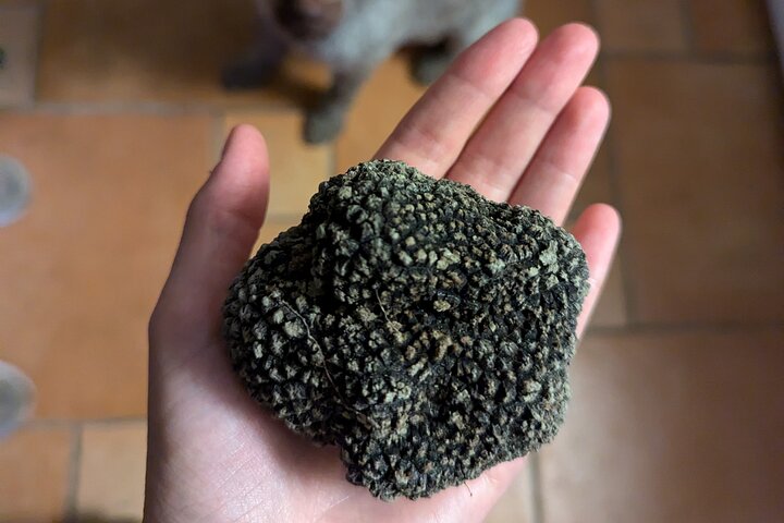 Truffle Hunting & Lunch halfway from Parma to Cinque Terre