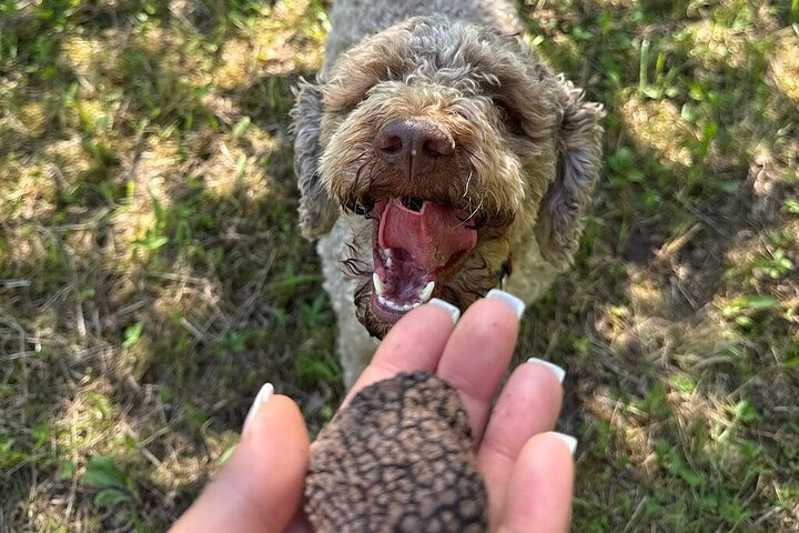 Truffle Hunting & Lunch halfway from Parma to Cinque Terre