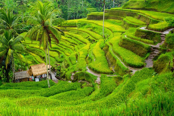 Ubud Private Tour: Waterfalls, Temple and Rice Terraces Swing