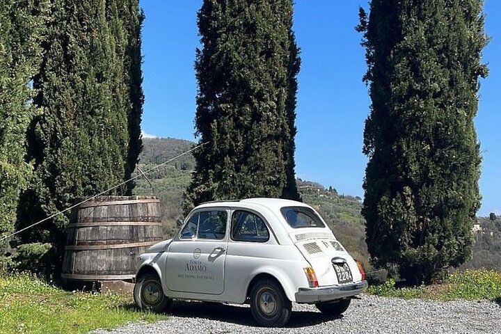 Lucca: Wine Tasting Experience - Tenuta Adamo Winery