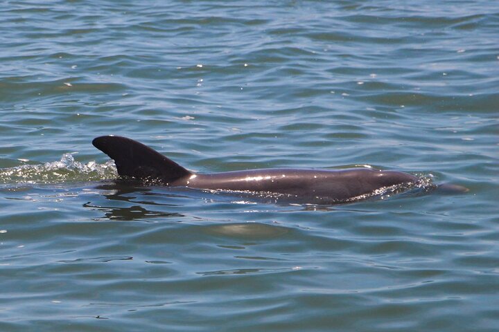 Dolphin and Wildlife Adventure of St. Augustine