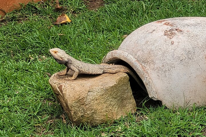 Explore Lawnwood Snake Sanctuary Ticket Tour