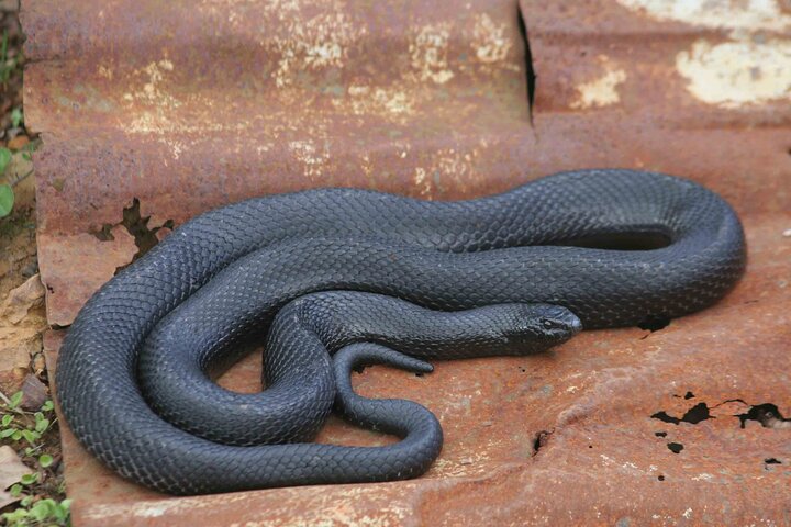 Explore Lawnwood Snake Sanctuary Ticket Tour