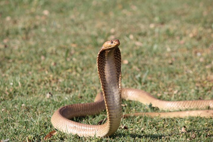 Explore Lawnwood Snake Sanctuary Ticket Tour