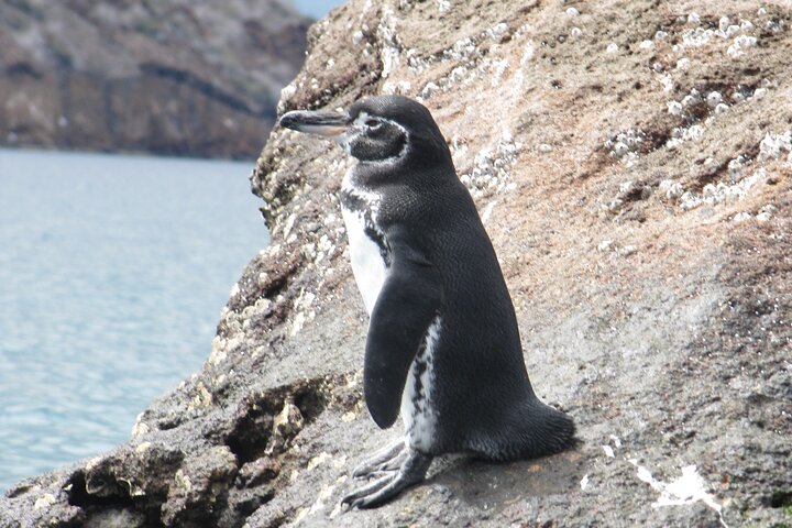 Day Tour to Bartolomé Island and Sullivan Bay