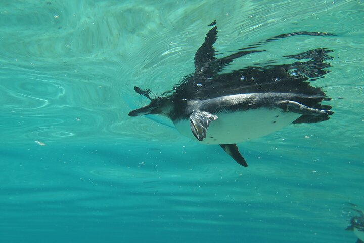 Day Tour to Bartolomé Island and Sullivan Bay