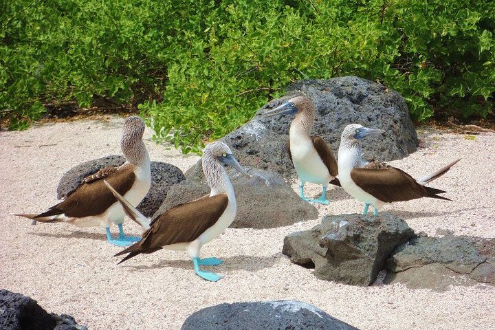 North Seymour and Bachas or Mosquera Beach Yacht Day Tour