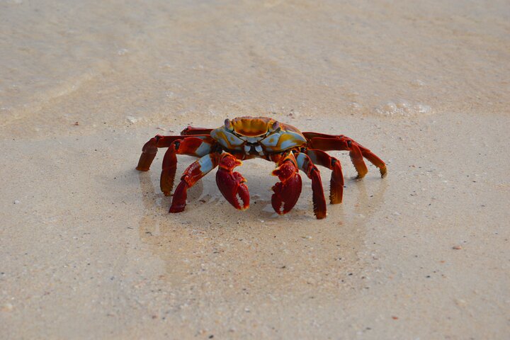 North Seymour and Bachas or Mosquera Beach Yacht Day Tour