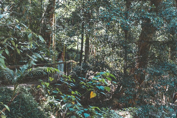 Springbrook andTamborine Rainforest Tour Incl Natural Bridge and Glow Worm Cave