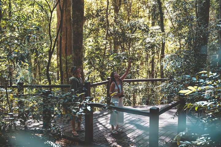 Springbrook andTamborine Rainforest Tour Incl Natural Bridge and Glow Worm Cave