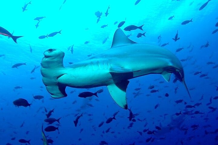 8 Day Galapagos Island Hopping For Divers