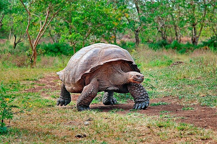 6 Days Galapagos Island Hopping With Diving