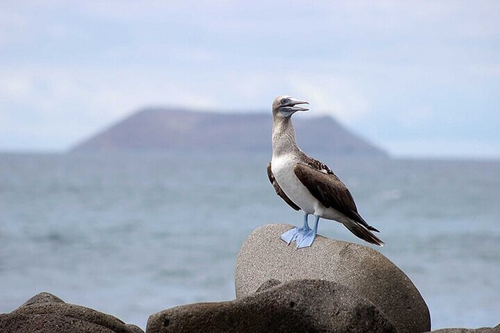 6 Days Galapagos Island Hopping With Diving