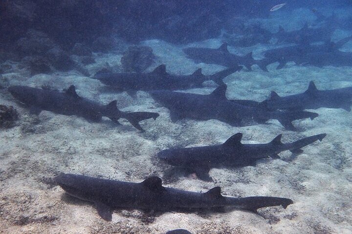 8 Day Galapagos Island Hopping For Divers