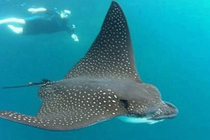 8 Day Galapagos Island Hopping For Divers