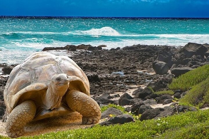 6 Days Galapagos Island Hopping With Diving