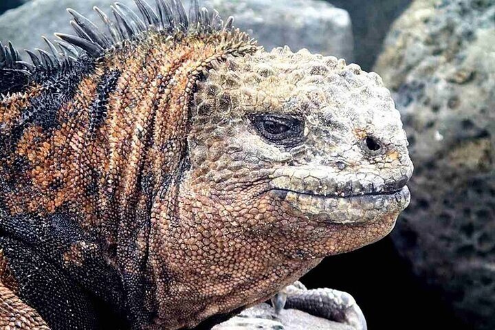 8 Day Galapagos Island Hopping For Divers