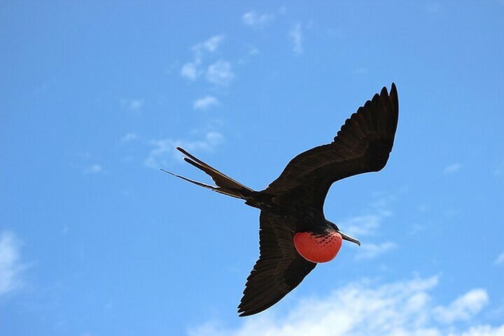 6 Days Galapagos Island Hopping With Diving