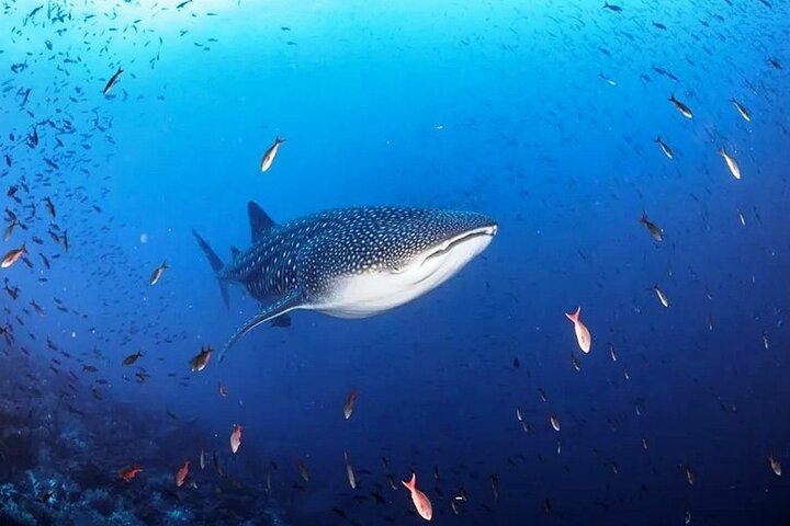 6 Days Galapagos Island Hopping With Diving