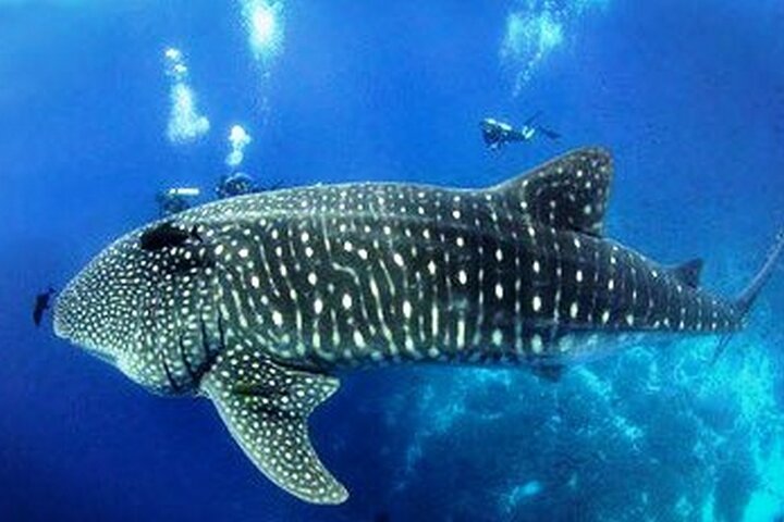 6 Days Galapagos Island Hopping With Diving