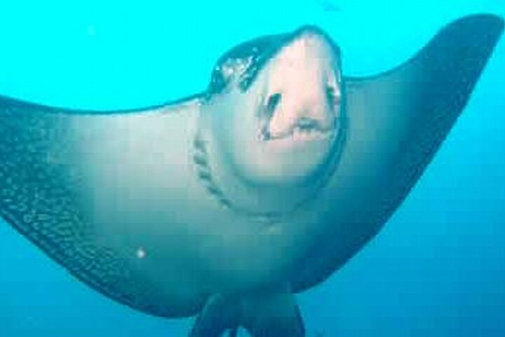 8 Day Galapagos Island Hopping For Divers