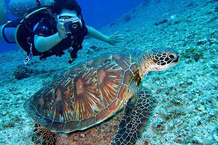 8 Day Galapagos Island Hopping For Divers