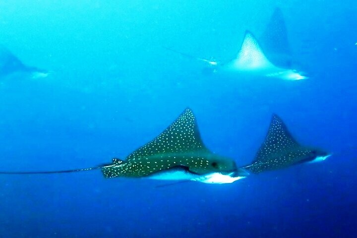 8 Day Galapagos Island Hopping For Divers
